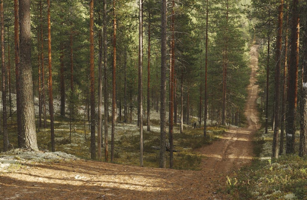 Rokuan maastossa nousut ja laskut vuorottelevat, joten luonnollinen intervalliharjoitus syntyy itsestäänRokuan maastossa nousut ja laskut vuorottelevat, joten luonnollinen intervalliharjoitus syntyy itsestään.