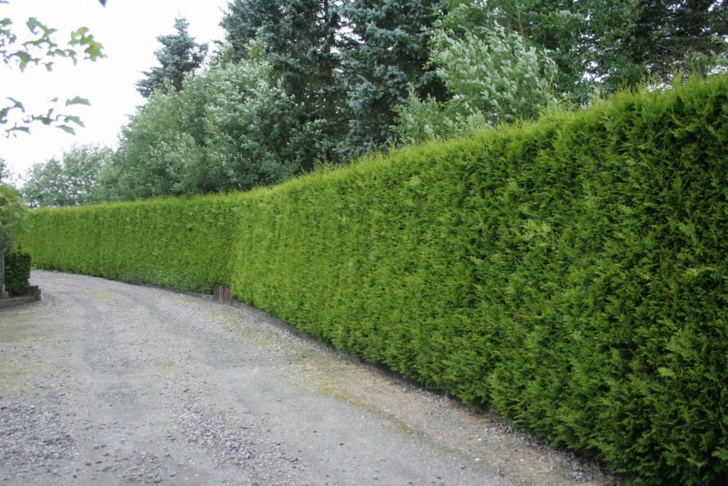 image002